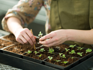 Person's hand planting seeds.